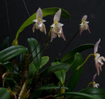 Carica l'immagine nel visualizzatore Galleria, Bulbophyllum ambrosia