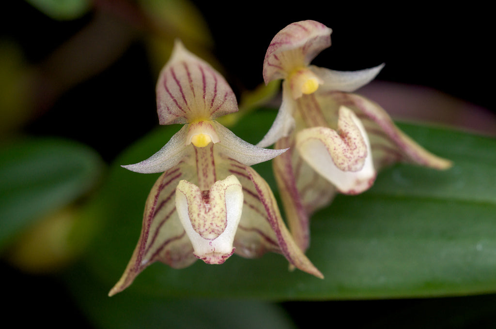 Bulbophyllum ambrosia