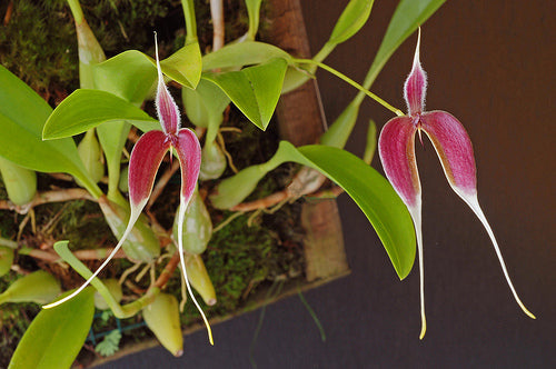 Bulbophyllum blumei