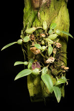 Carica l&#39;immagine nel visualizzatore Galleria, Bulbophyllum cambodianum
