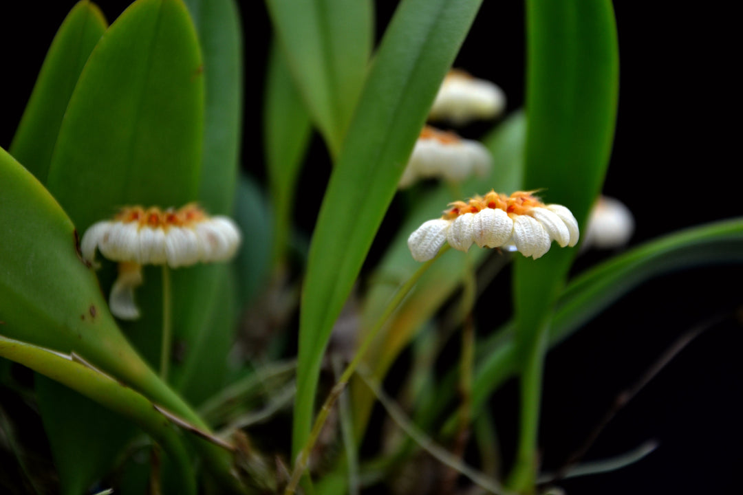 Bulbophyllum corolliferum var. lutescens