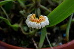 Load image into Gallery viewer, Bulbophyllum corolliferum var. lutescens