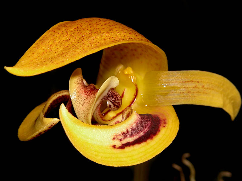 Bulbophyllum dearei