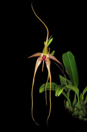 Bulbophyllum echinolabium