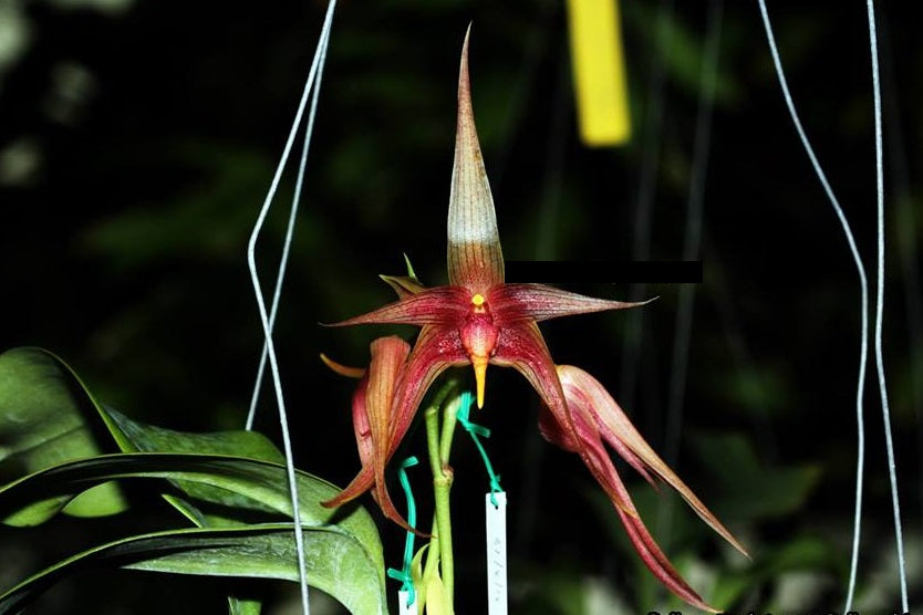 Bulbophyllum echinolabium x Bulbophyllum reticulatum