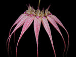 Load image into Gallery viewer, Bulbophyllum Elizabeth Ann