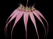 Bulbophyllum Elizabeth Ann