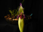 Carica l&#39;immagine nel visualizzatore Galleria, Bulbophyllum fascinator var. semi alba
