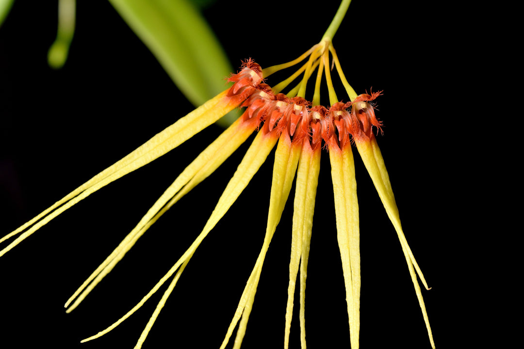 Bulbophyllum hirundinis