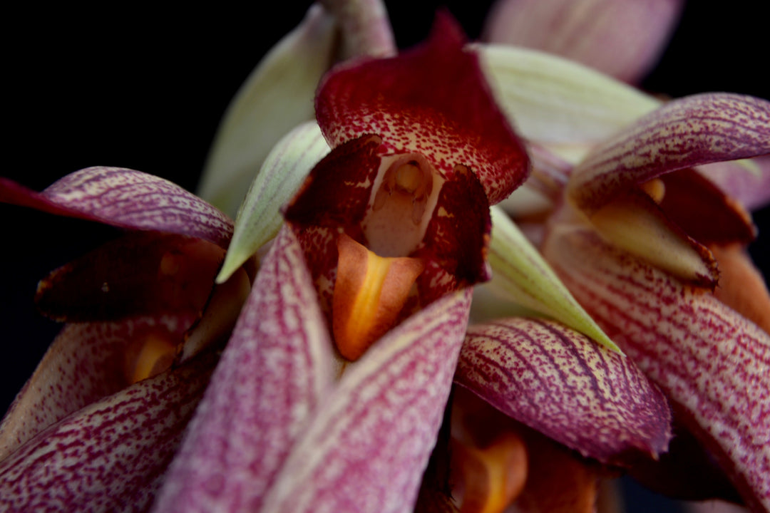 Bulbophyllum Krarit Vejvarut (longissimum x phalaenopsis)