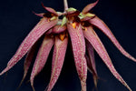 Load image into Gallery viewer, Bulbophyllum Krarit Vejvarut (longissimum x phalaenopsis)