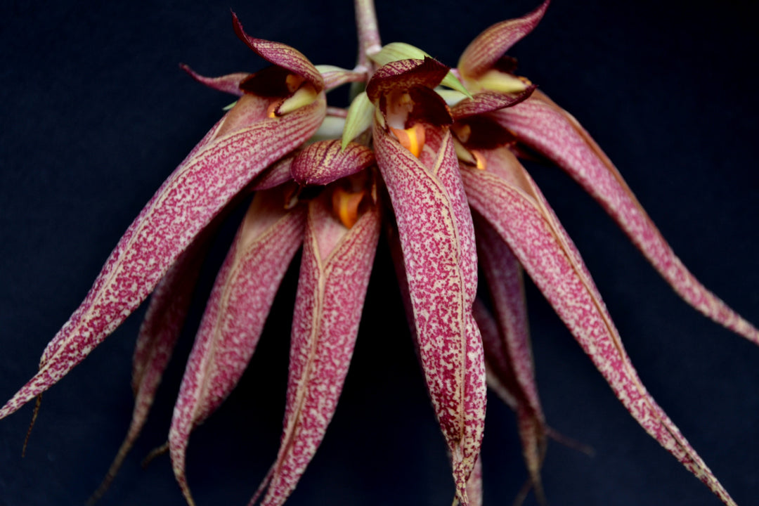 Bulbophyllum Krarit Vejvarut (longissimum x phalaenopsis)