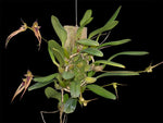 Carica l'immagine nel visualizzatore Galleria, Bulbophyllum Linda's Glory (B. fascinator × B. bicolor)
