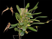 Bulbophyllum Linda's Glory (B. fascinator × B. bicolor)