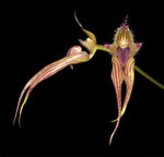 Carica l'immagine nel visualizzatore Galleria, Bulbophyllum Linda's Glory (B. fascinator × B. bicolor)