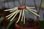 Load image into Gallery viewer, Bulbophyllum makoyanum
