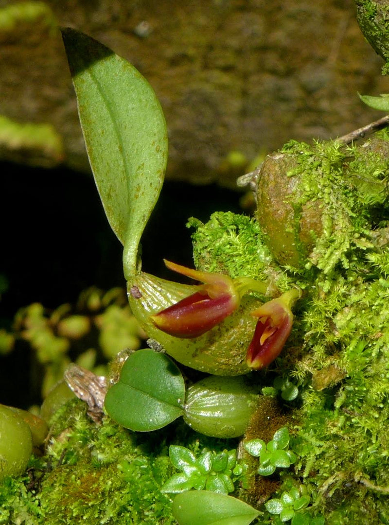 Bulbophyllum membranaceum