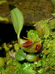 Bulbophyllum membranaceum