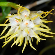 Bulbophyllum odoratissimum