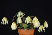 Bulbophyllum othonis