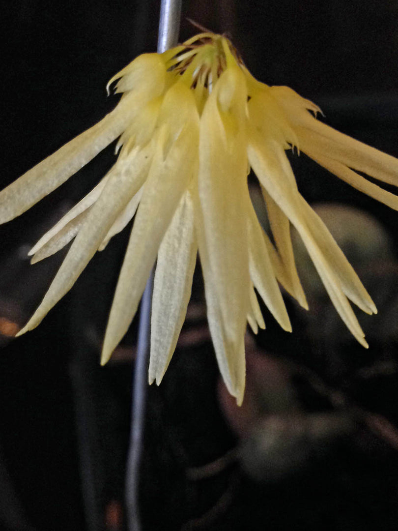 Bulbophyllum othonis