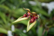 Bulbophyllum pingtungense