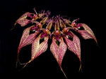 Carica l'immagine nel visualizzatore Galleria, Bulbophyllum rothschildianum