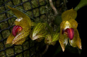Bulbophyllum subumbellatum