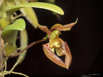 Carica l'immagine nel visualizzatore Galleria, Bulbophyllum lasiochilum