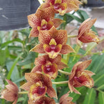 Carica l'immagine nel visualizzatore Galleria, Fredclarkeara After Dark 'Bakers Burgundy Smile'
