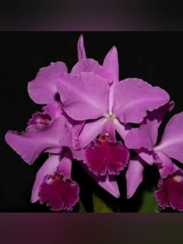 Cattleya labiata rubra (Lilas borges x Pompeu x Vera Cristina) - Brazil Import