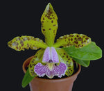 Carica l'immagine nel visualizzatore Galleria, Cattleya schilleriana var. coerulea