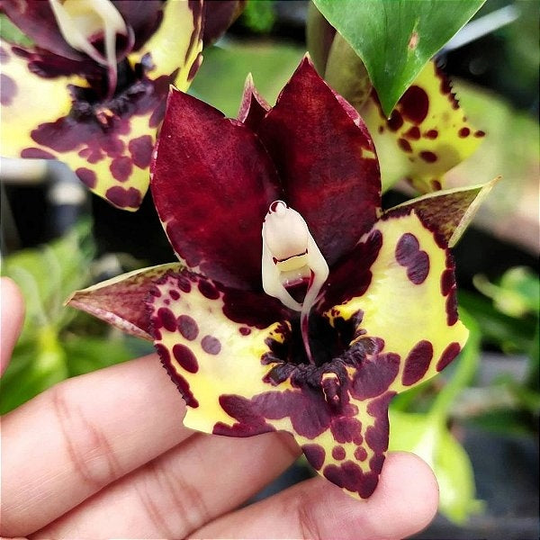 Catasetum Kidney Bean Jamie's 'Golden Eyes'