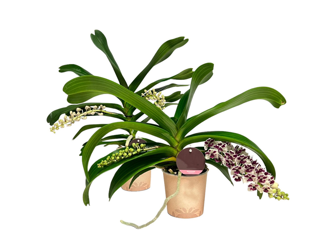 Rhynchostylis gigantea Mix - XXL