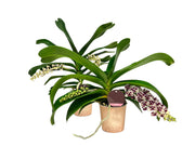 Rhynchostylis gigantea Mix - XXL