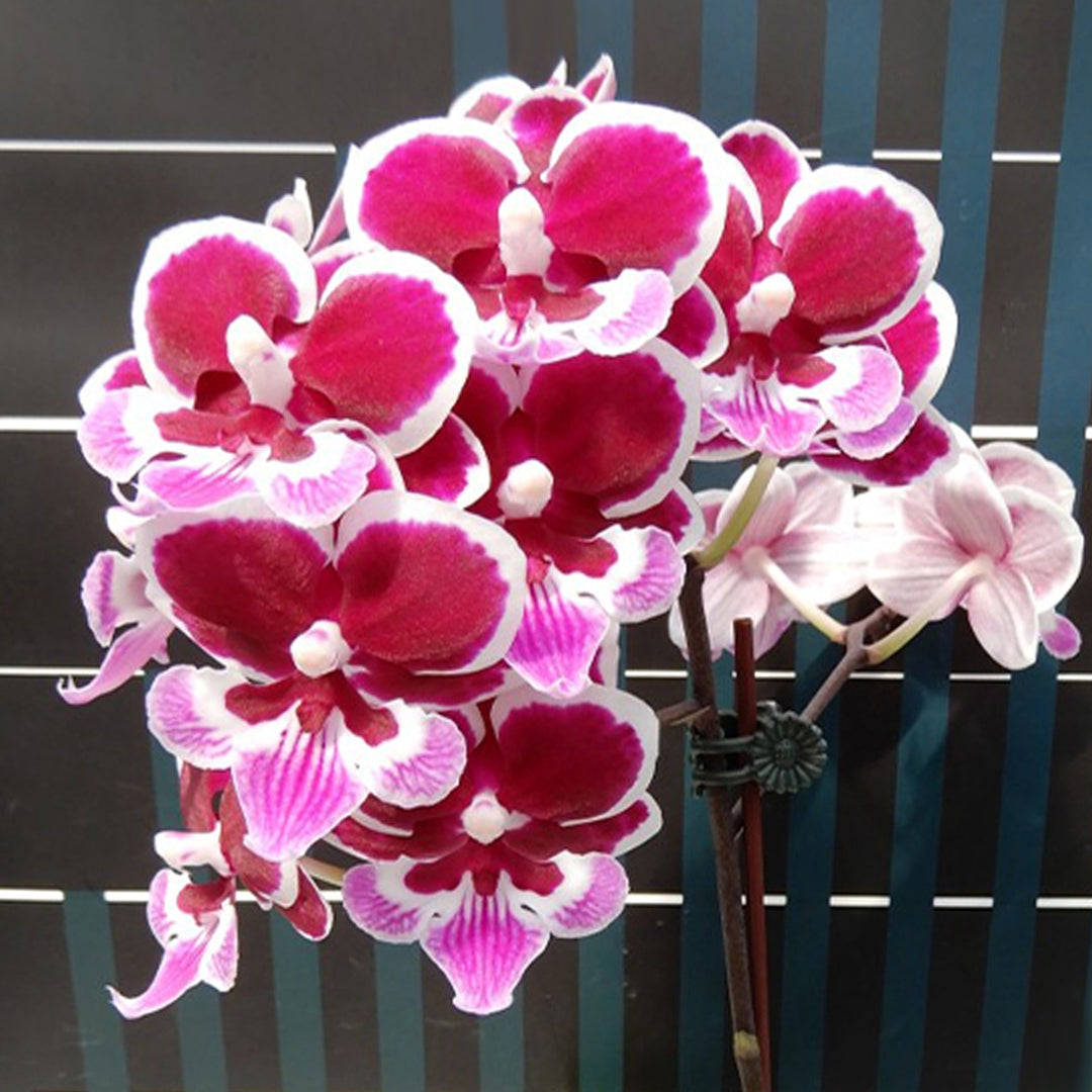 Phalaenopsis Younghome Chocolate - Big Lip