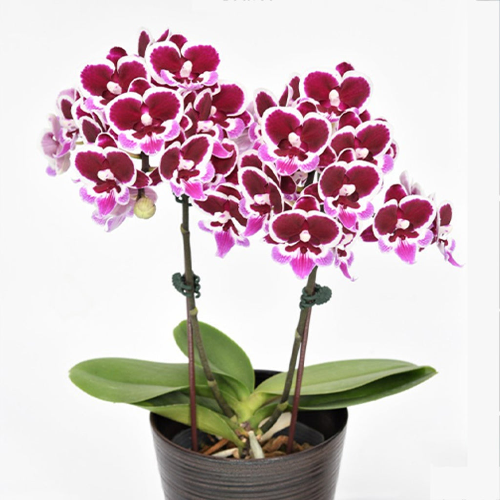 Phalaenopsis Younghome Chocolate - Big Lip