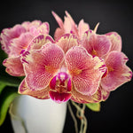 Carica l'immagine nel visualizzatore Galleria, Phalaenopsis Pirate Picotee 'Peloric'