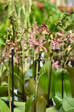 Carica l&#39;immagine nel visualizzatore Galleria, Phalaenopsis Yaphon Pink Lady (Jiaho&#39;s Pink Girl &#39;Sweet Fragrance&#39; x mannii &#39;Black&#39;)
