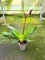 Carica l'immagine nel visualizzatore Galleria, Paphiopedilum rothschildianum x sib ('Dark Horizon' × 'Auja') GM/DOG, FCC/AOS - Orchid Inn, Ltd.