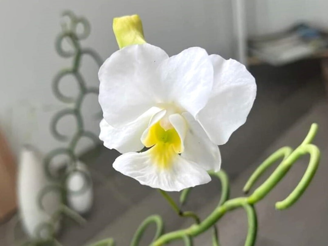 Papilionanthe teres var. alba 'Olympic Rings'