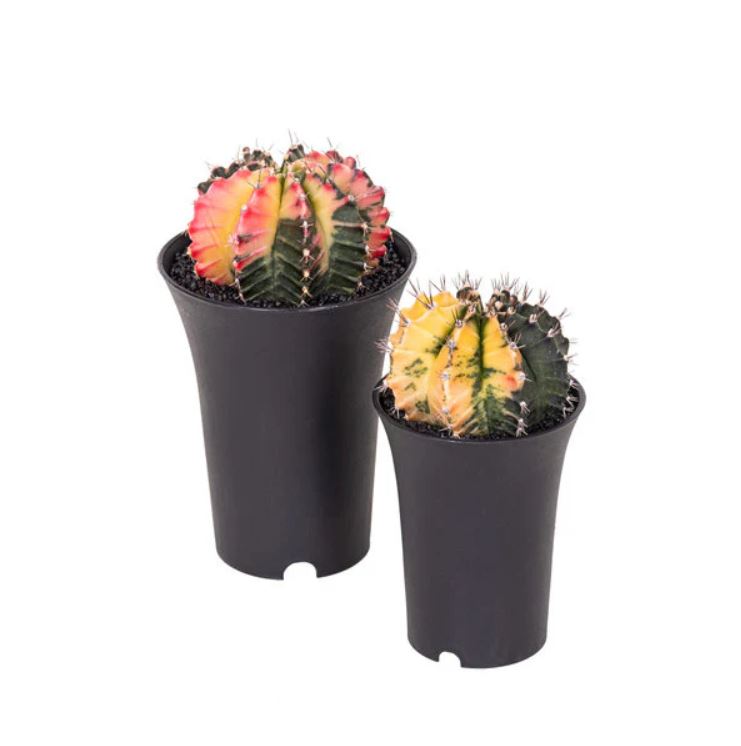 Vaso Asia per Neofinetia