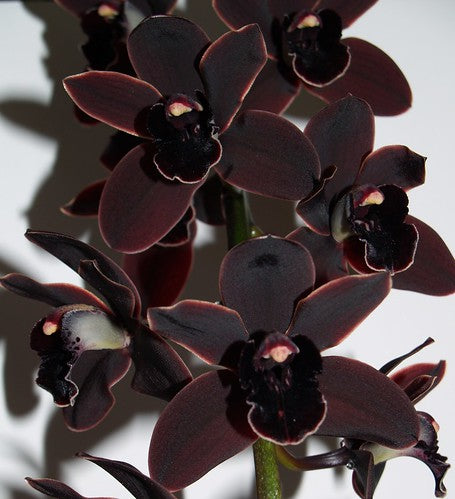 Cymbidium Cali Night 'Geyserland'