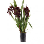 Carica l'immagine nel visualizzatore Galleria, Cymbidium Cali Night 'Geyserland'