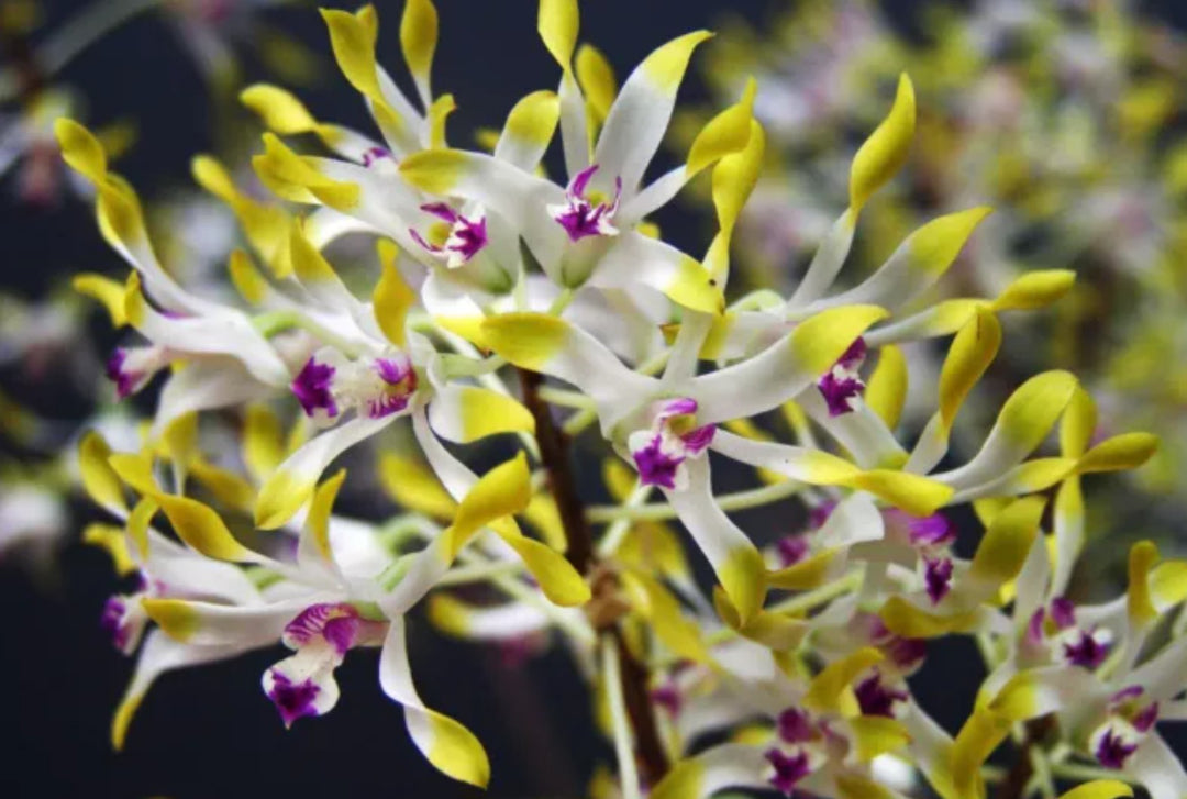 Dendrobium canaliculatum var. tattonianum