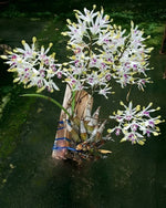 Carica l'immagine nel visualizzatore Galleria, Dendrobium canaliculatum var. tattonianum