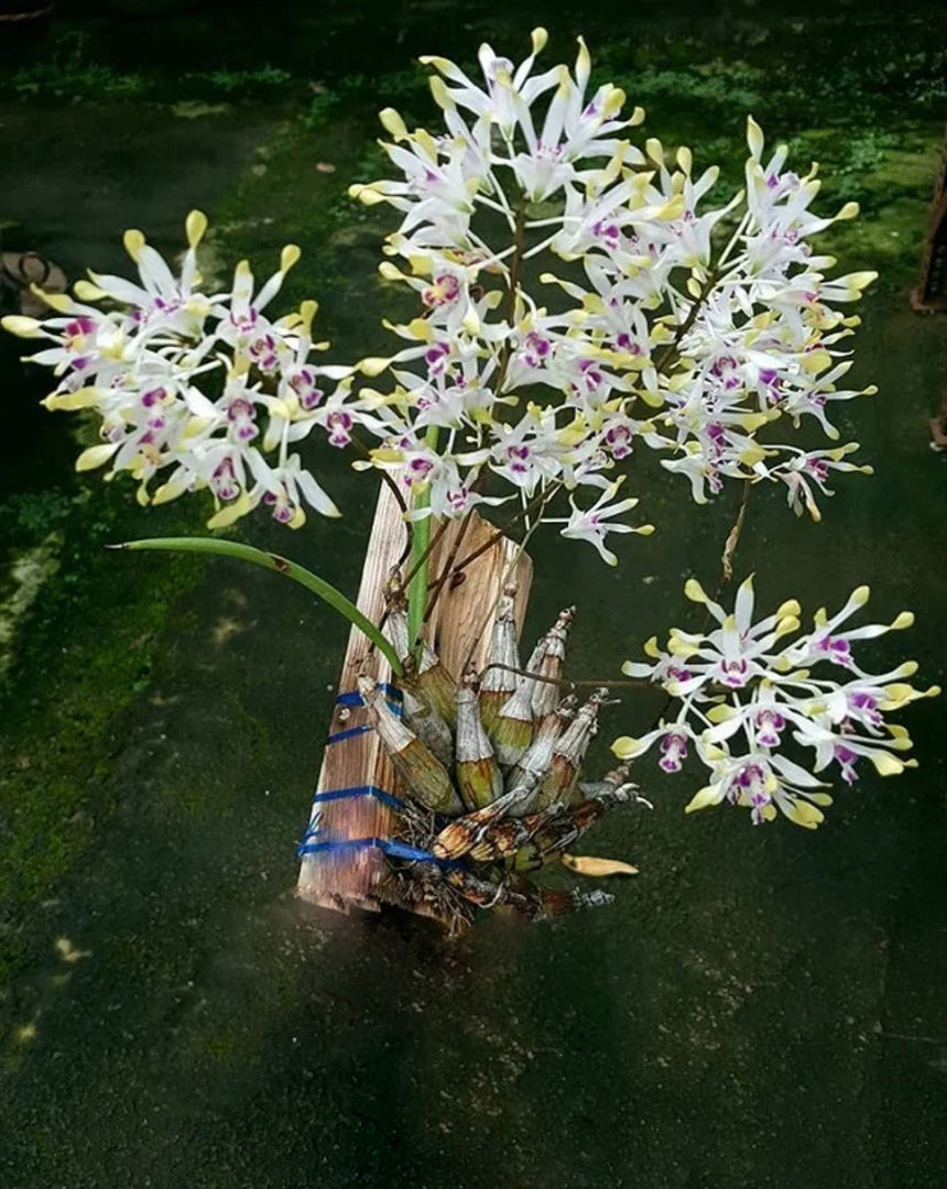 Dendrobium canaliculatum var. tattonianum