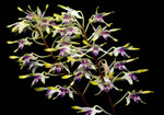 Carica l'immagine nel visualizzatore Galleria, Dendrobium canaliculatum var. tattonianum