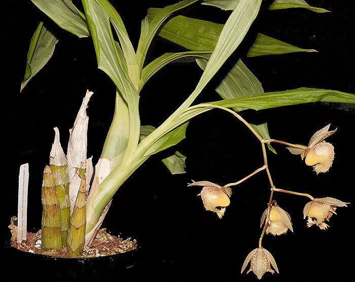 Catasandra Jumbo Express 'Golden Elf' BM/TOGA