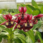 Carica l&#39;immagine nel visualizzatore Galleria, Catasetum Extravaganza
